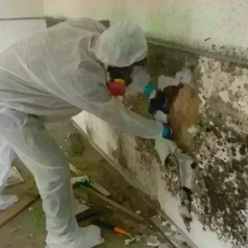 Mold Remediation and Removal in Marlinton, WV